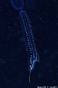 Genre-espece siphonophore hydr-Maldives Maaya Thila-7m-20240422nuit-da-DSC_5974_tn